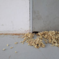 Rat Damage to Door